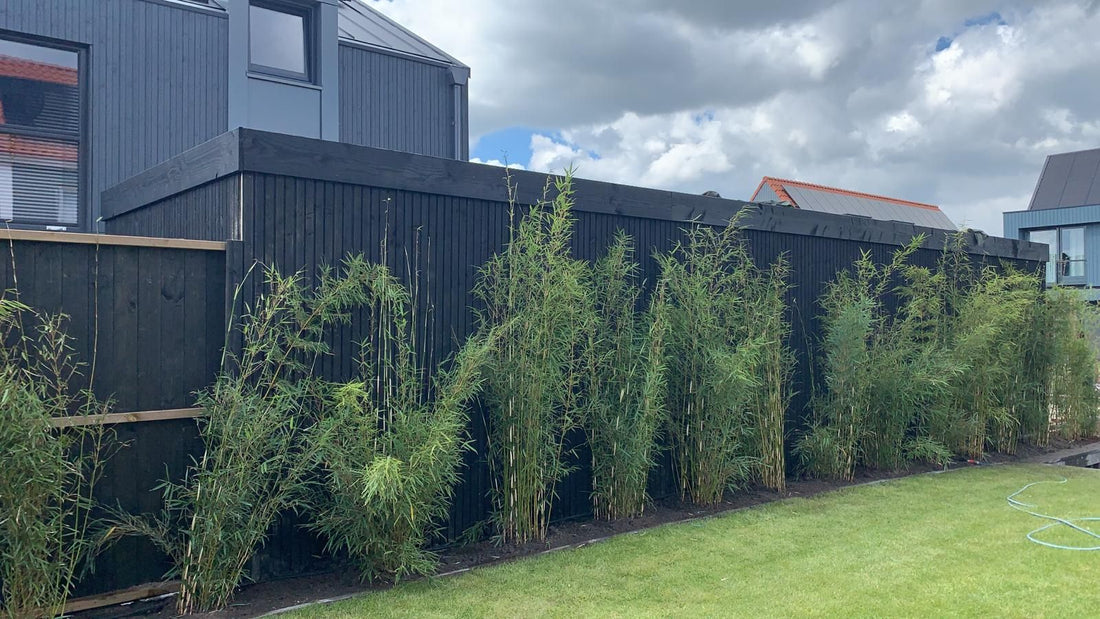 Tuinonderhoud van A tot Z: Aanplanten, Snoeien én Ontruimen