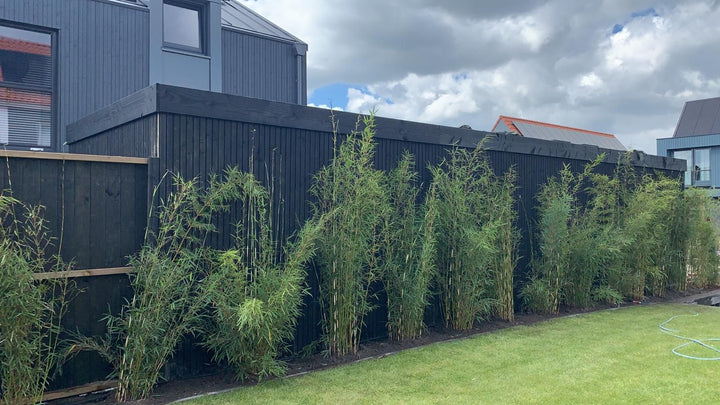 Tuinonderhoud van A tot Z: Aanplanten, Snoeien én Ontruimen