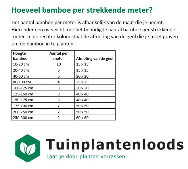 Fargesia robusta 'Campbell' - Niet woekerende bamboe