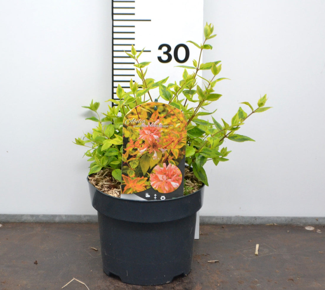 Abelia grandiflora 'Kaleidoscope' 20-30cm