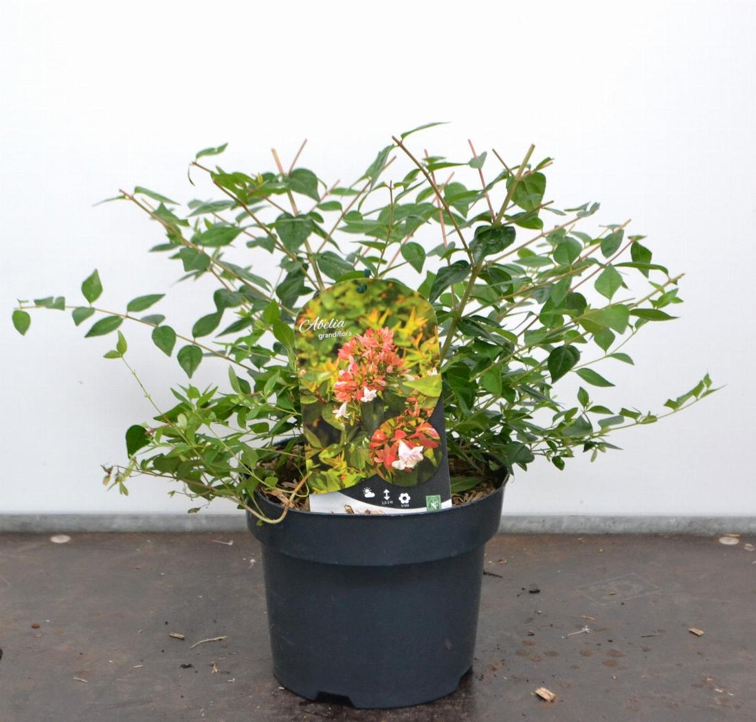 Abelia grandiflora