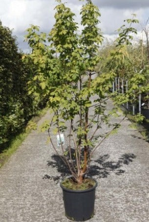Acer griseum - Papieresdoorn