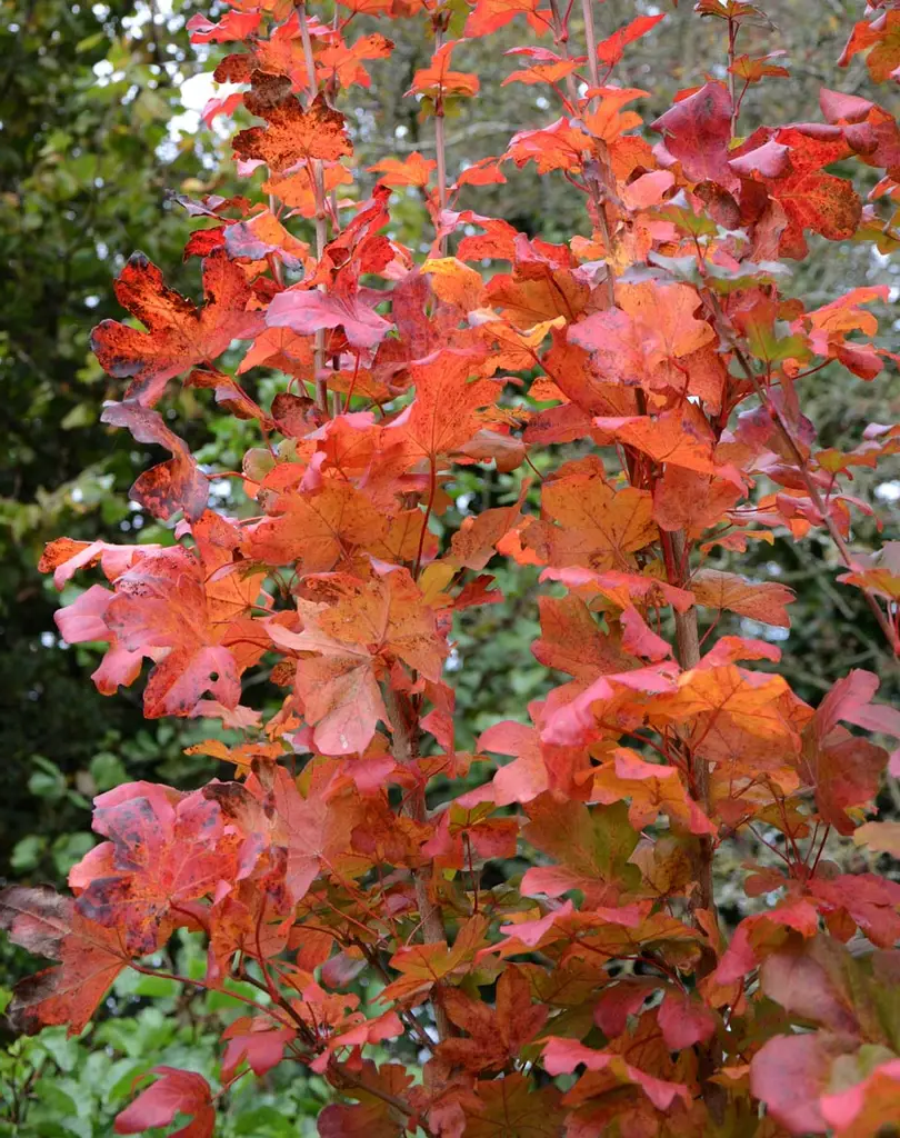 Acer campestre - Veldesdoornhaag blote wortel