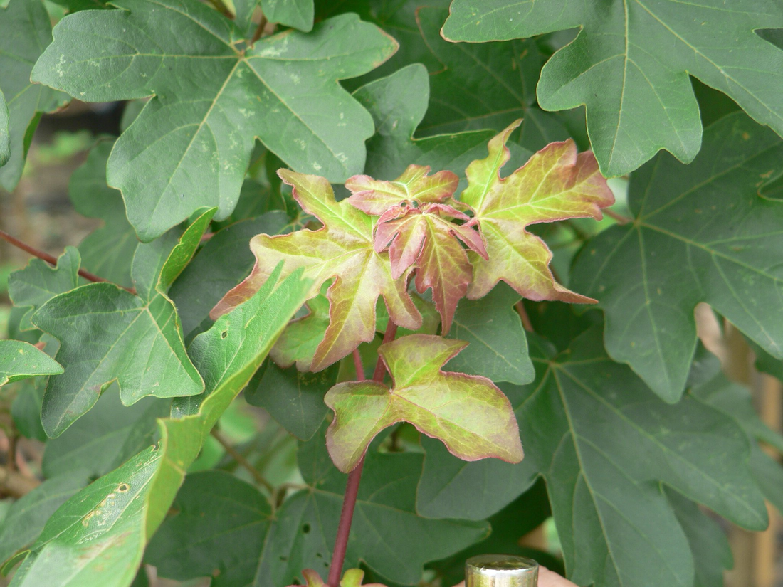 Acer campestre - Veldesdoornhaag blote wortel