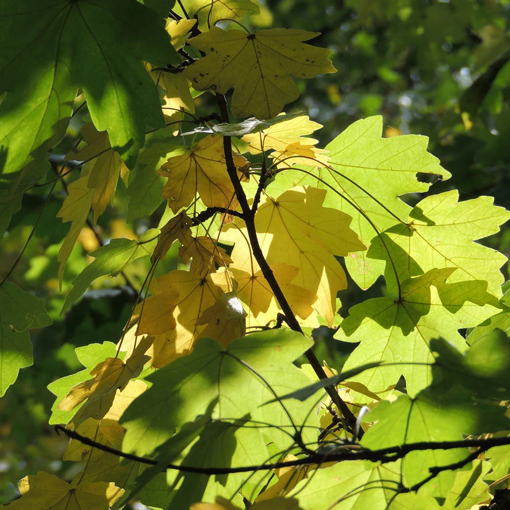 Acer campestre - Veldesdoornhaag blote wortel