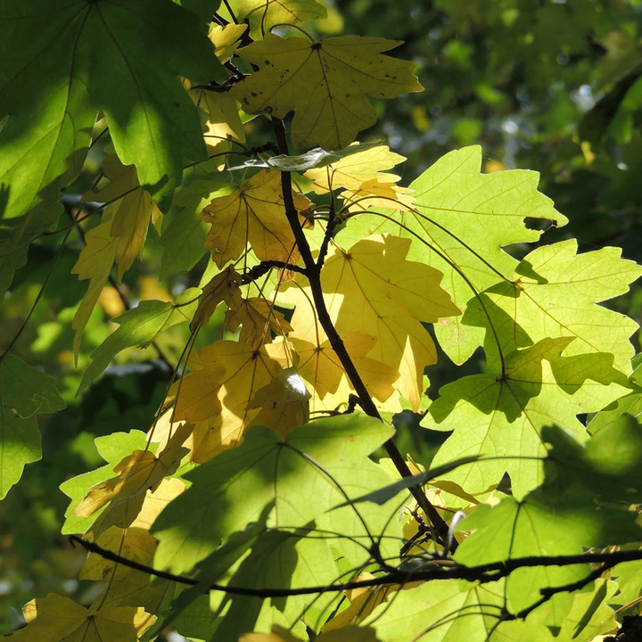 Acer campestre - Veldesdoornhaag blote wortel