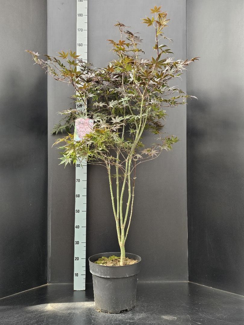 Acer palmatum 'Bloodgood' - Japanse Esdoorn