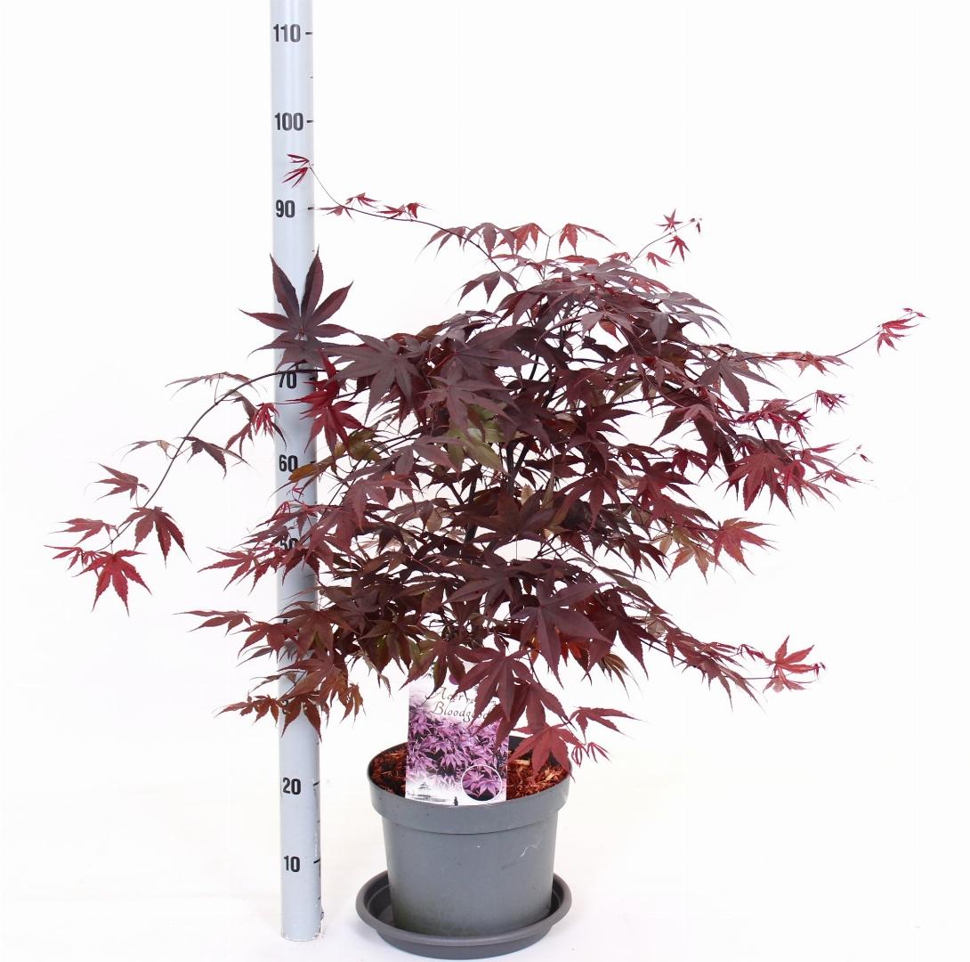 Acer palmatum 'Bloodgood' - Japanse Esdoorn