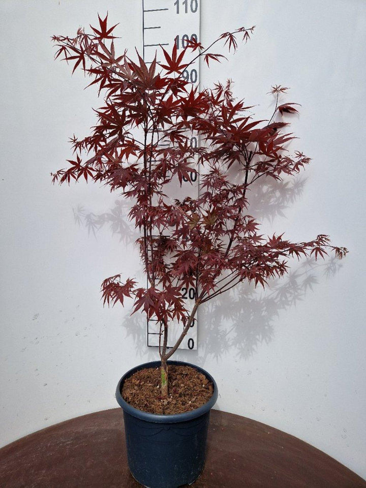 Acer palmatum 'Bloodgood' - Japanse Esdoorn