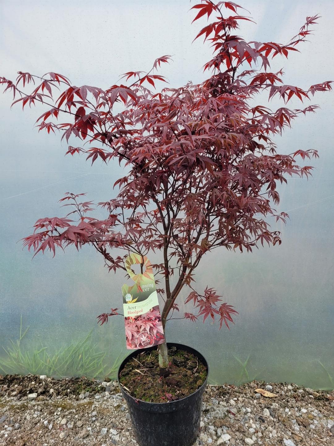 Acer palmatum 'Bloodgood' - Japanse Esdoorn