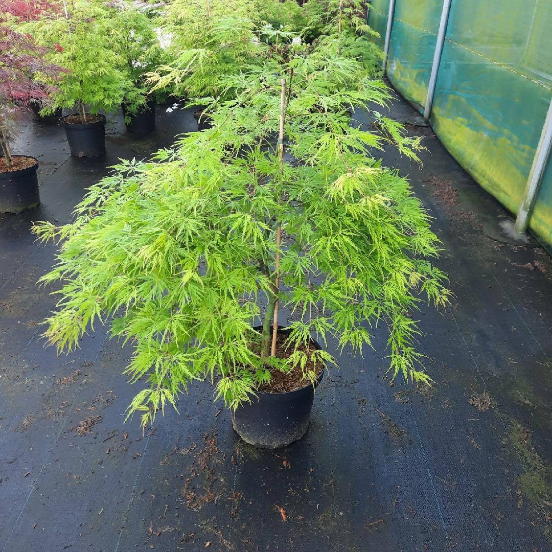Acer palmatum 'Dissectum' - Japanse Esdoorn