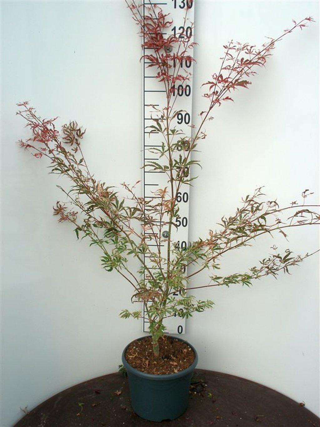 Acer palmatum ‘Shirazz’ – Japanse esdoorn (Struik of op stam)
