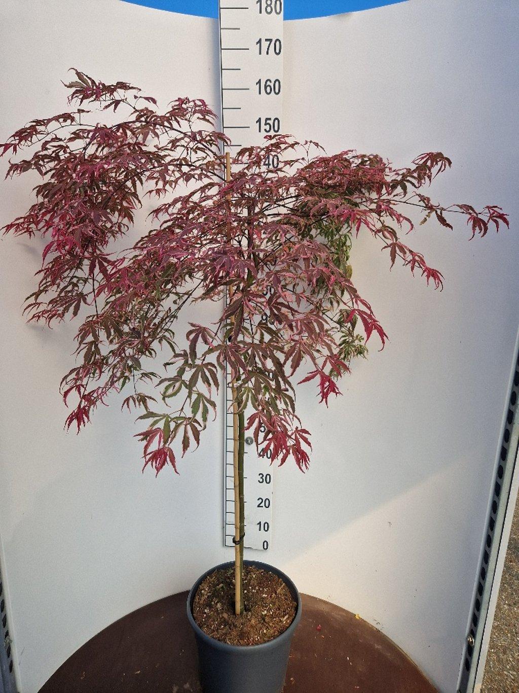 Acer palmatum ‘Shirazz’ – Japanse esdoorn (Struik of op stam)