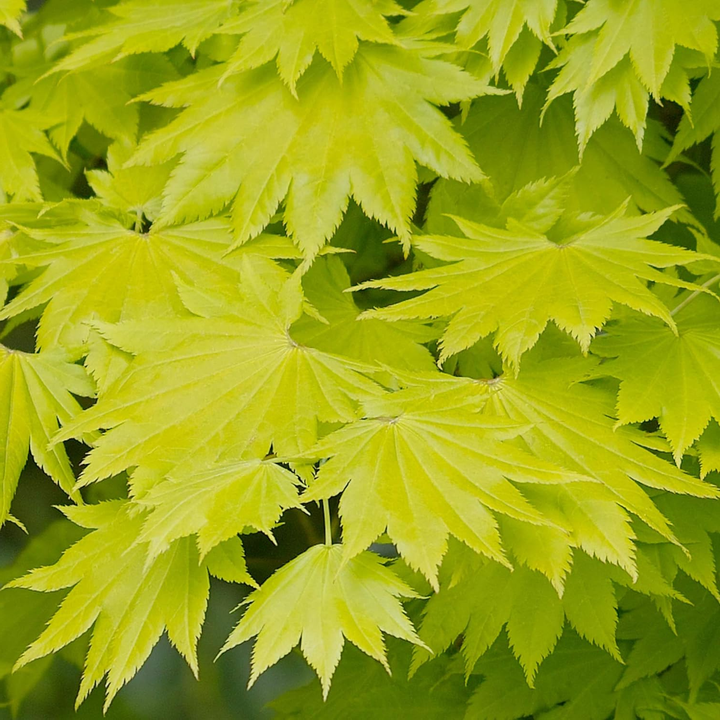 Acer shirasawanum 'Aureum' - Japanse esdoorn (Struik of op stam)