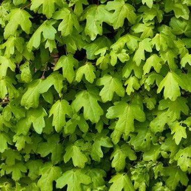 Acer campestre - Veldesdoornhaag blote wortel