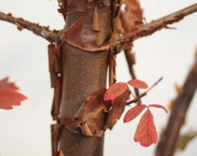 Acer griseum - Papieresdoorn