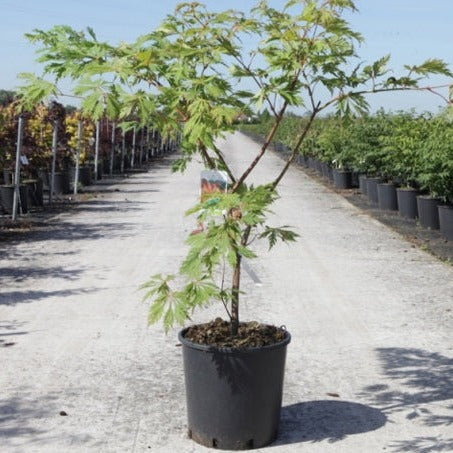 Acer japonicum 'Aconitifolium' - Japanse Esdoorn