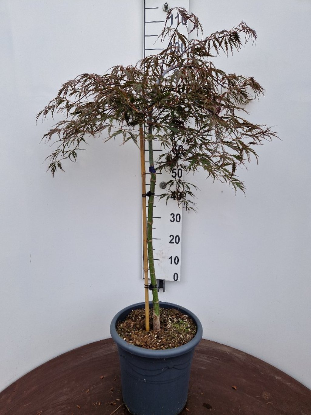 Acer palmatum ‘Tamukeyama’ – Japanse esdoorn (Spil of op stam)