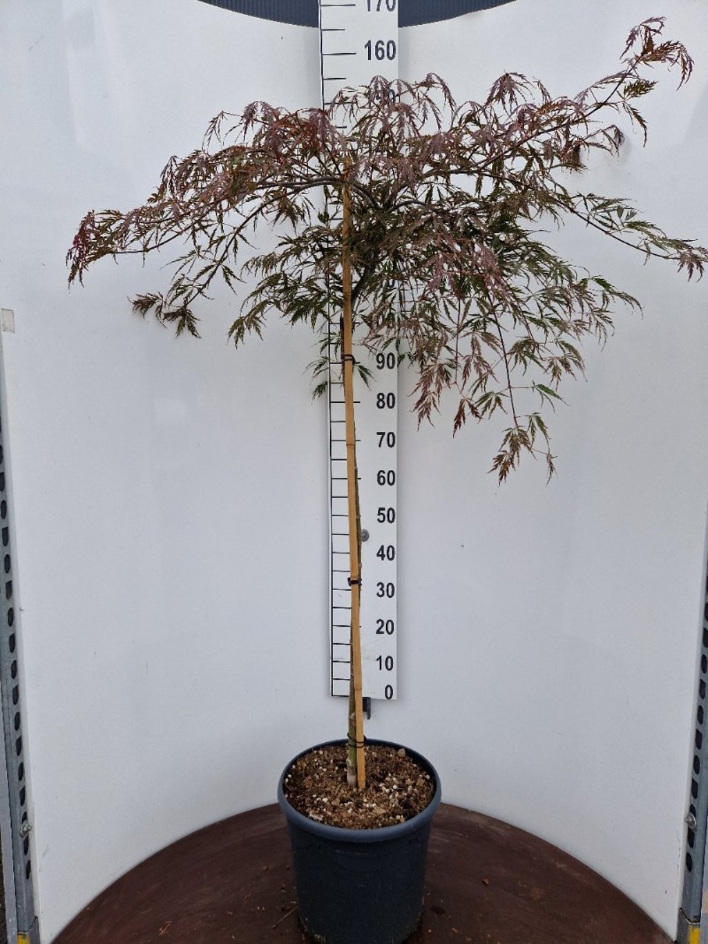 Acer palmatum ‘Tamukeyama’ – Japanse esdoorn (Spil of op stam)
