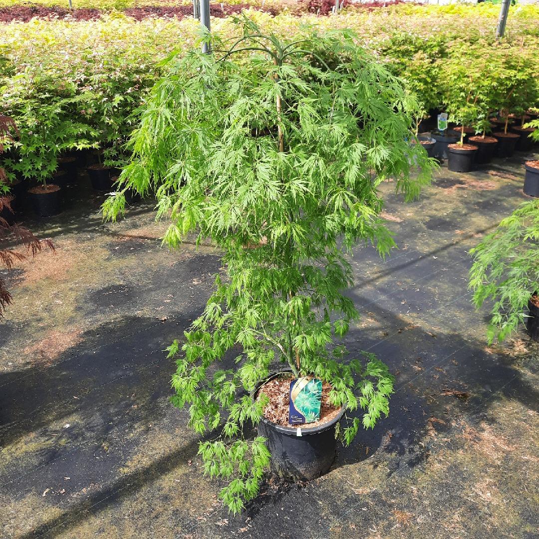 Acer palmatum 'Dissectum' - Japanse Esdoorn