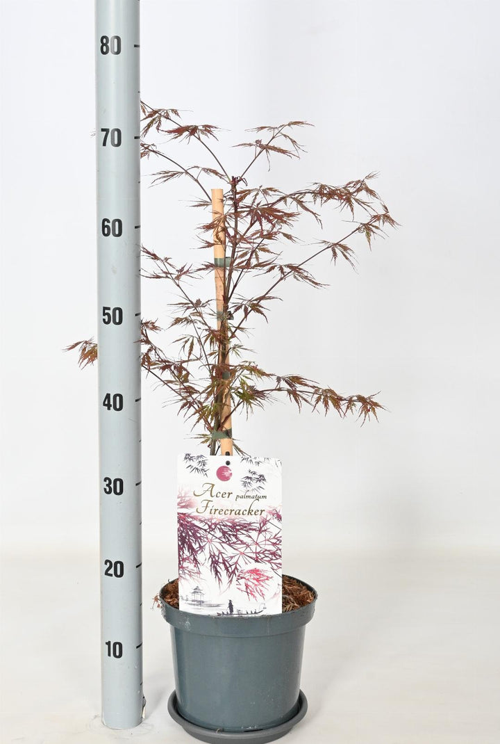 Acer palmatum 'Firecracker' - Japanse Esdoorn