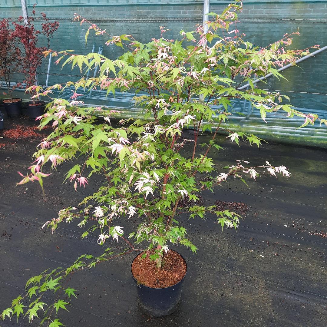 Acer palmatum 'Oridono-nishiki' - Bonte Japanse Esdoorn