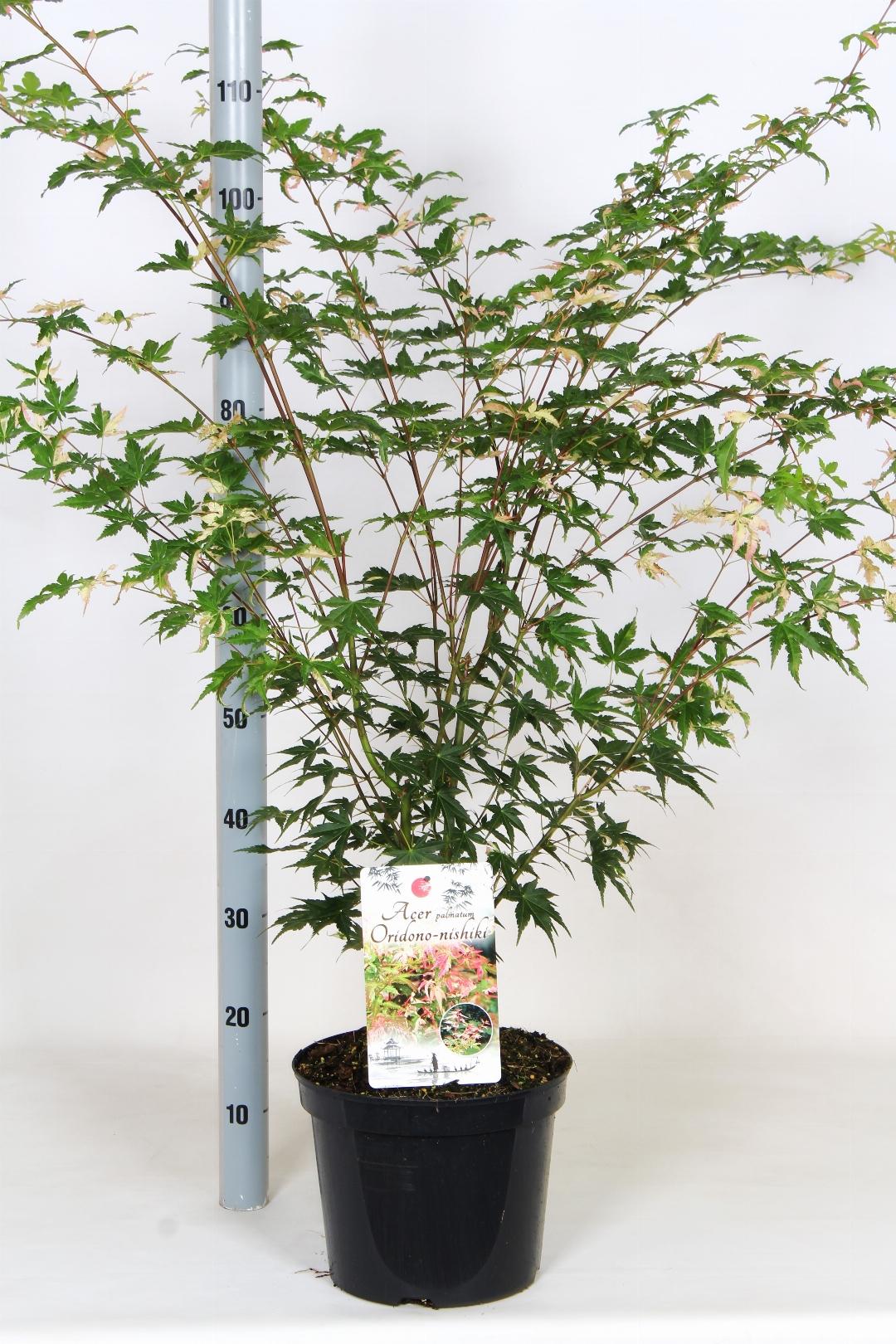 Acer palmatum 'Oridono-nishiki' - Bonte Japanse Esdoorn