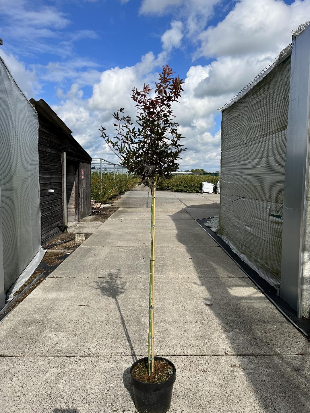 Acer palmatum 'Skeeter's Broom' - Japanse Esdoorn op stam