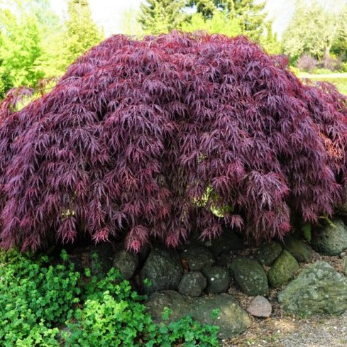 Acer palmatum Garnet -  Japanse Esdoorn