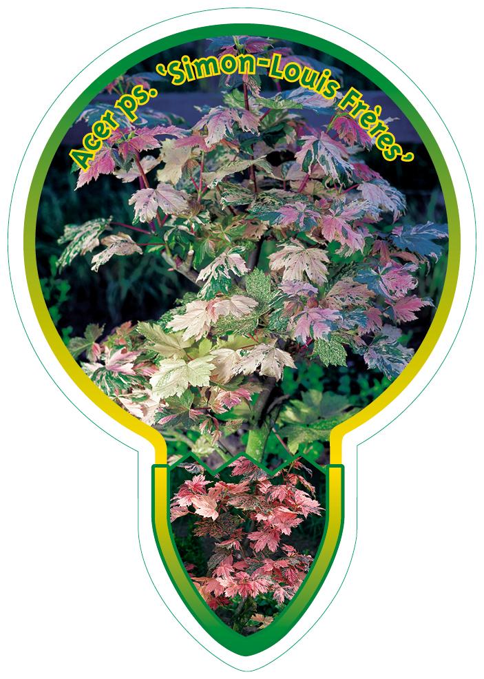 Acer pseudoplatanus 'Simon-Louis Frères' - Bontbladige Esdoorn op stam