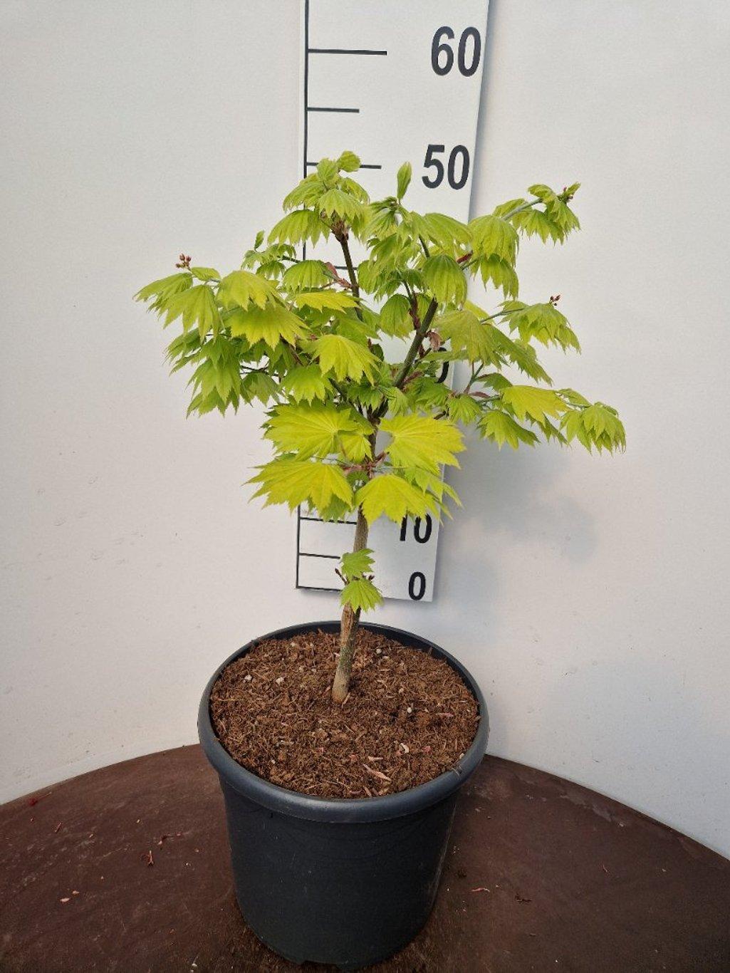 Acer shirasawanum 'Aureum' - Japanse esdoorn (Struik of op stam)