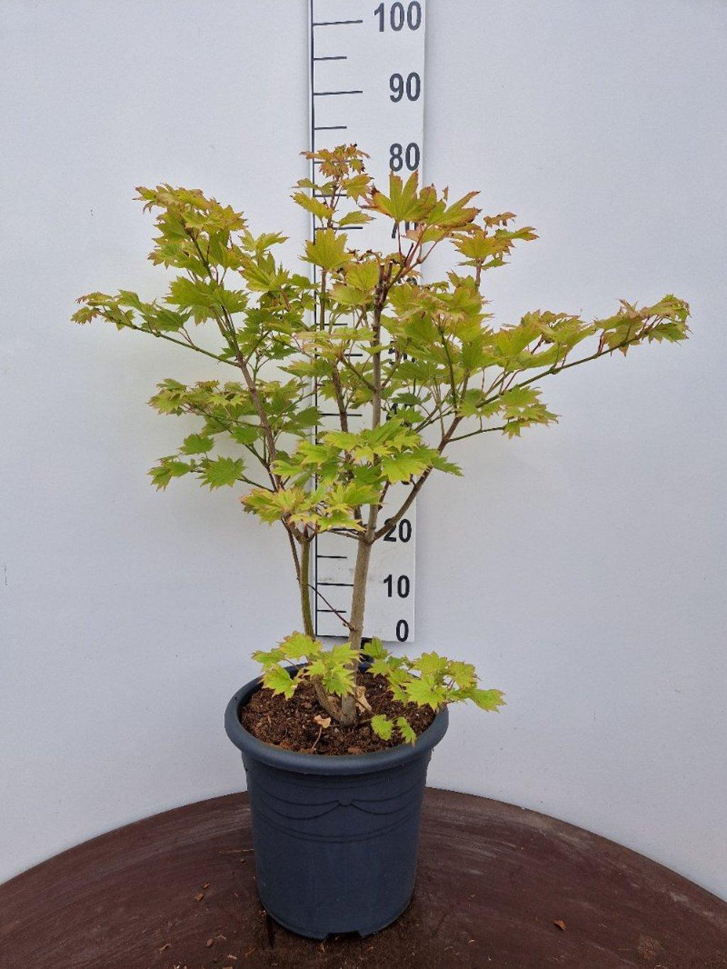Acer shirasawanum 'Aureum' - Japanse esdoorn (Struik of op stam)