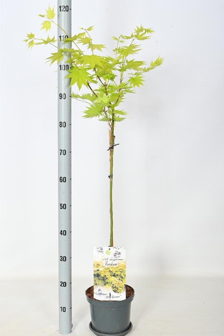 Acer shirasawanum 'Jordan' - Japanse Esdoorn op stam