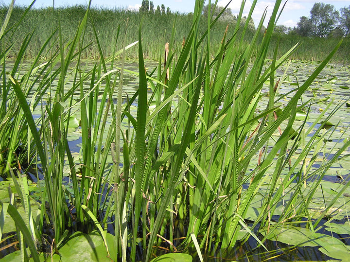 Acorus calamus - Kalmoes