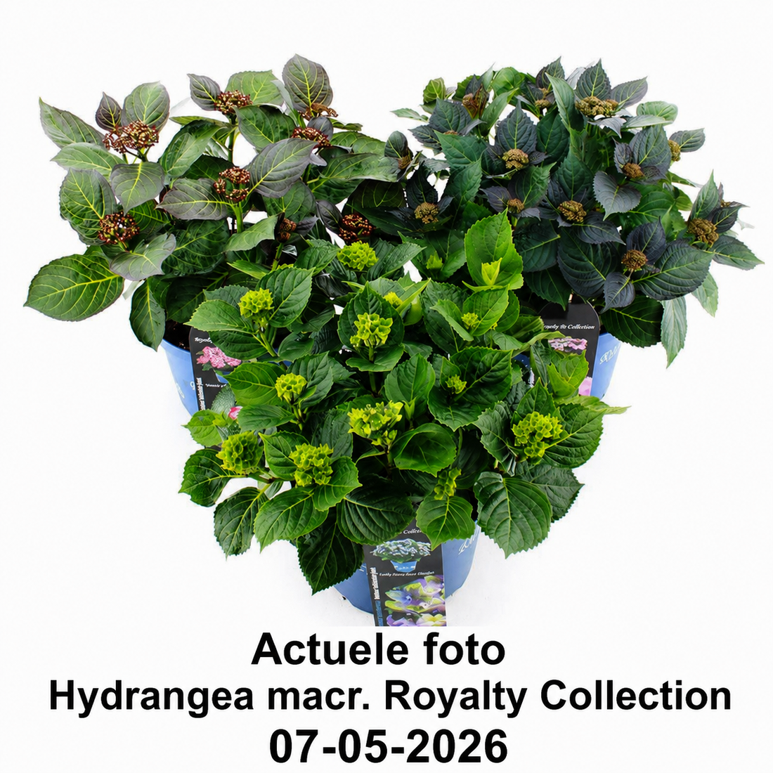 Hydrangea macrophylla 'Royalty Lady Mata Hari Blue' - Royalty Collection®