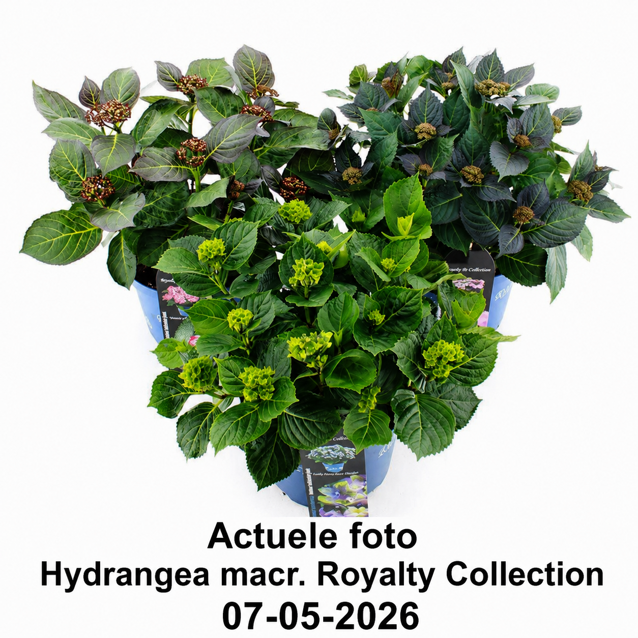 Hydrangea macrophylla 'Royalty Tiffany Purple' - Royalty Collection®