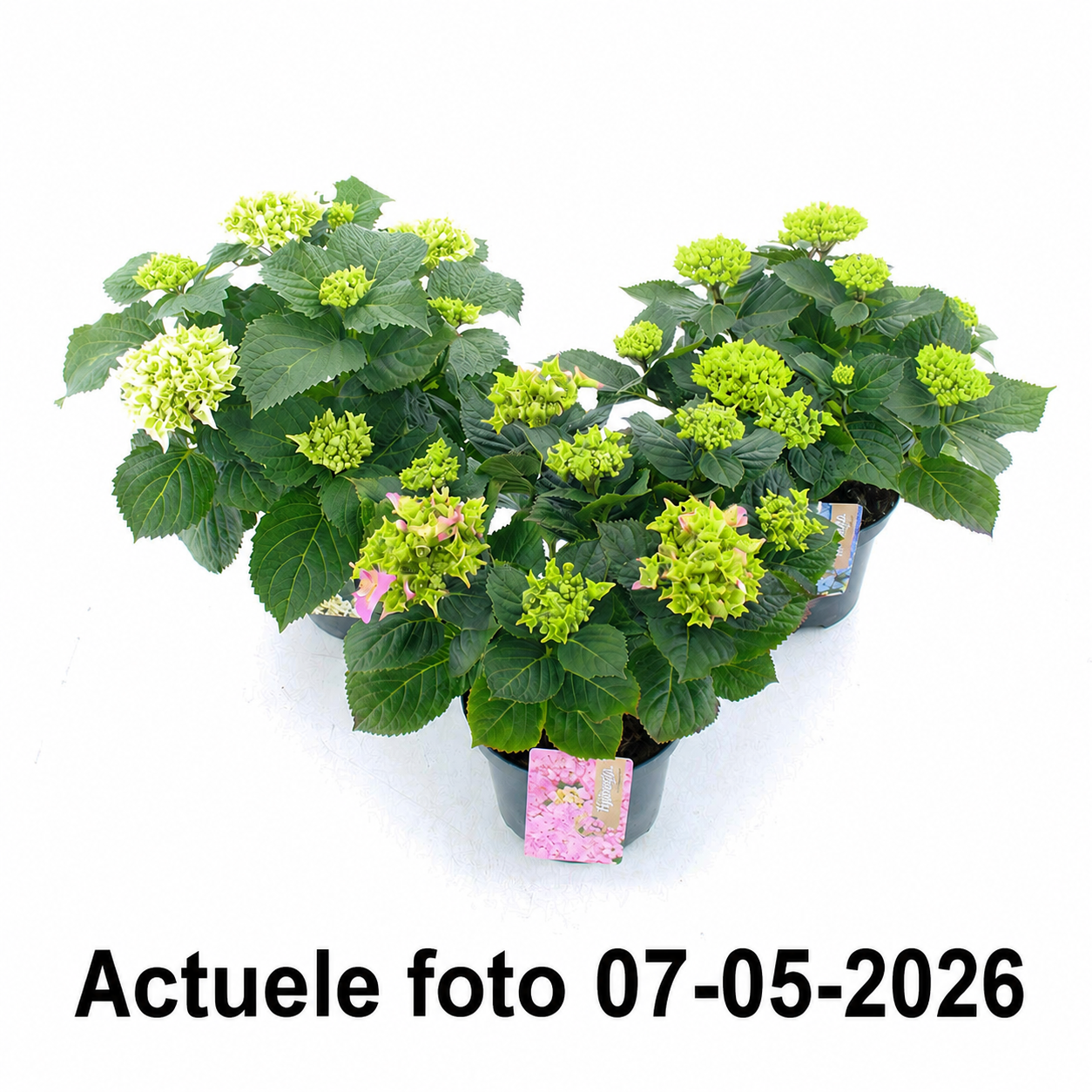 Hydrangea macrophylla - Boerenhortensia wit