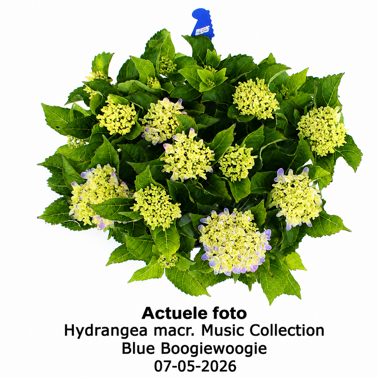 Hydrangea macrophylla 'Blue Boogiewoogie' - Music Collection®