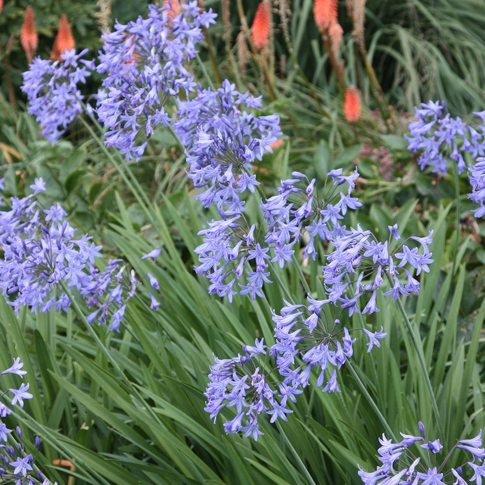 Agapanthus africanus - Afrikaanse lelie