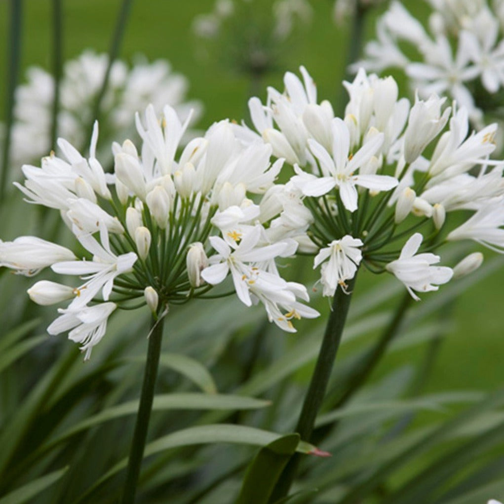 Agapanthus africanus 'Albus' - Witte Afrikaanse lelie
