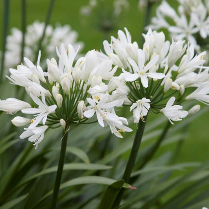 Agapanthus africanus 'Albus' - Witte Afrikaanse lelie