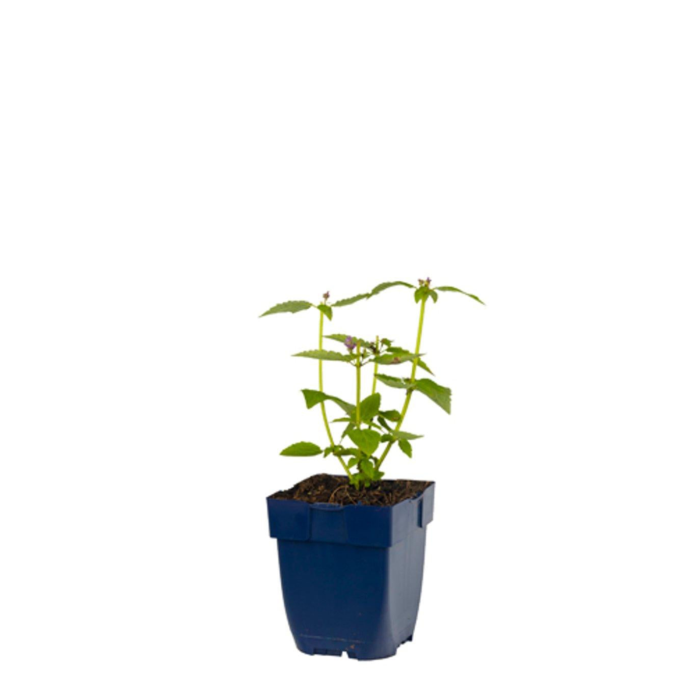 Agastache 'Blue Fortune' - Dropplant