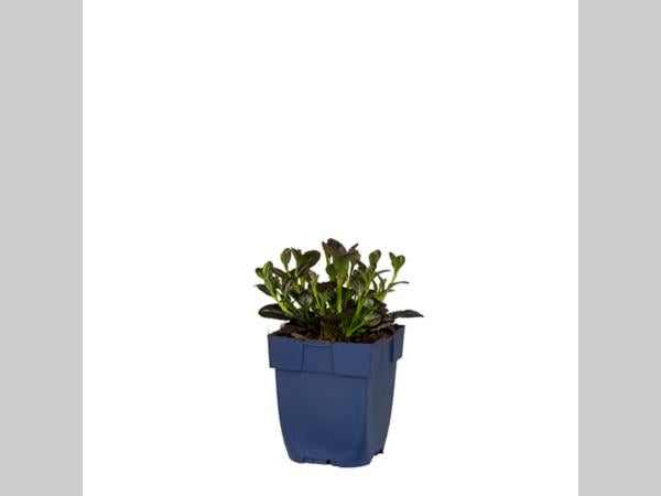 Ajuga reptans 'Atropurpurea' - Kruipend Zenegroen