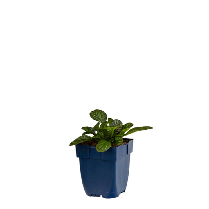 Ajuga reptans - Kruipend Zenegroen