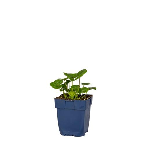 Alcea rosea 'Pleniflora' - Zwarte stokroos