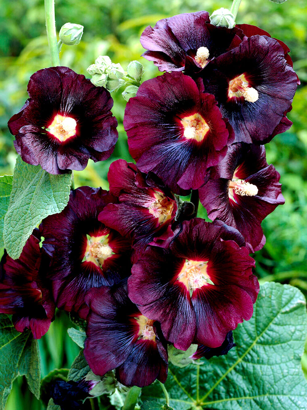 Alcea rosea 'Pleniflora' - Zwarte stokroos