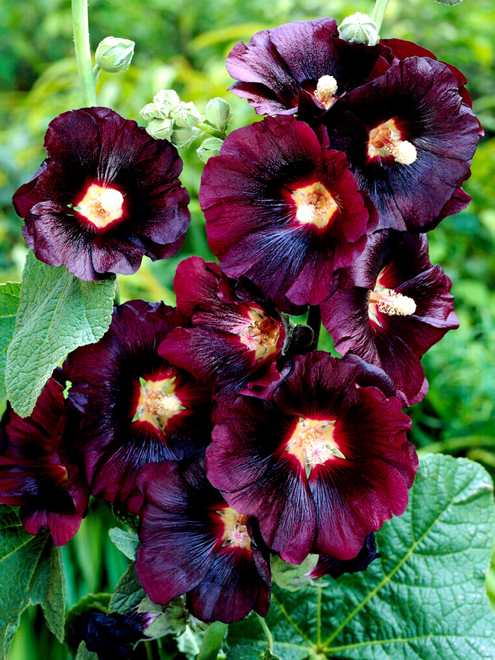 Alcea rosea 'Pleniflora' - Zwarte stokroos