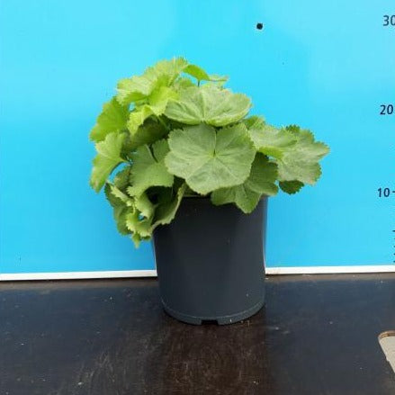 Alchemilla mollis - Fraaie vrouwenmantel