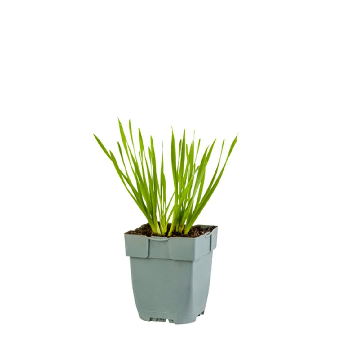 Allium 'Millenium' - Sierui