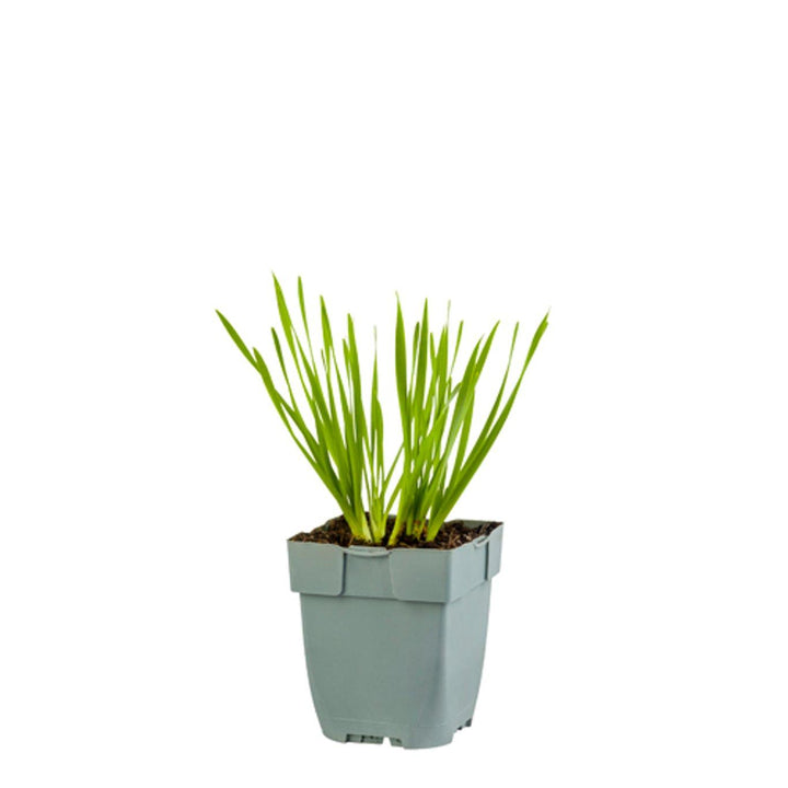 Allium 'Millenium' - Sierui